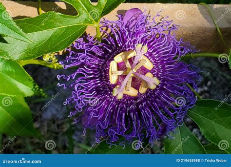 Purple Passion Flower Vine Growing on Trellis Stock Photo - Image of ...