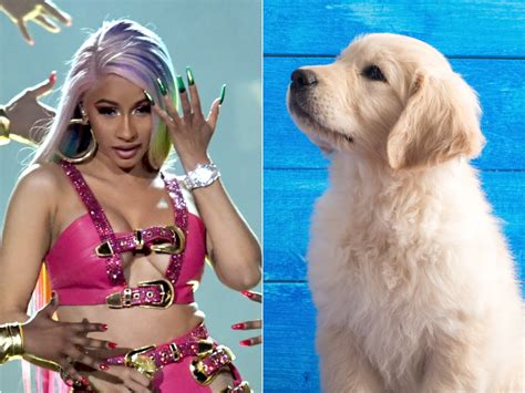 Inside The Luxurious Lifestyle Of A Cardi B Dog