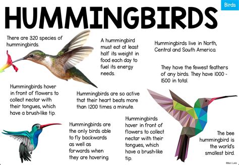 Bird Information Fact Sheets for Kids, Reading Passages About Birds ...
