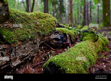 Image result for Old Fallen Tree Trunk