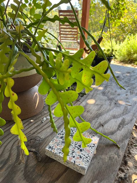 What are these red spots on my fish bone cactus? Any cure? : r/plantclinic