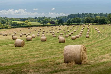 Hay Farming Essentials: A Comprehensive Guide to Growing Hay