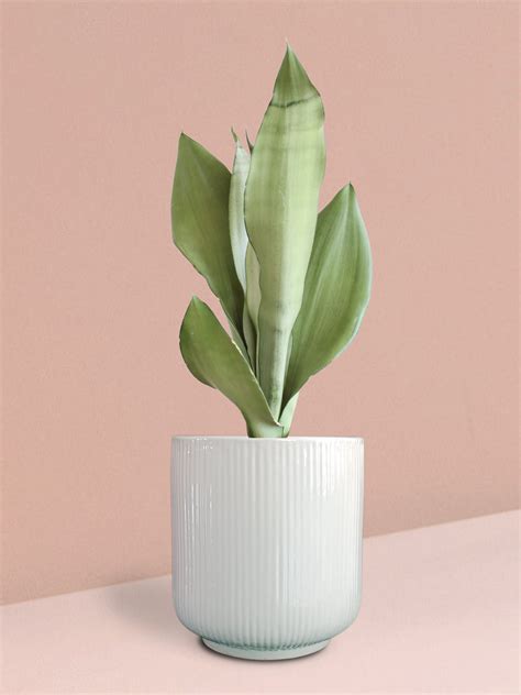 Buy Snake Plants Online in India | Snake Plant Collection – Greenkin