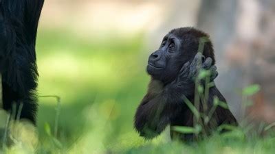 ShishirPatilgorilla