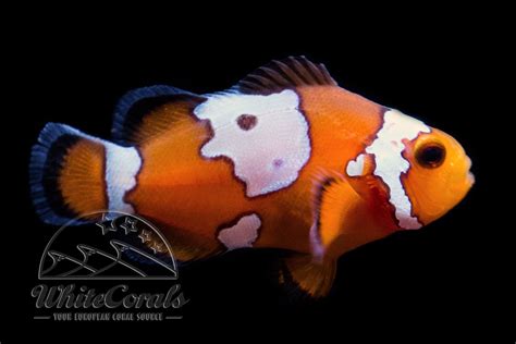 Amphiprion ocellaris - Premium Snowflake Clownfisch - online kaufen