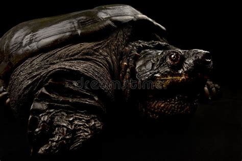 Image result for Common snapping turtle Snapping Turtle Bite