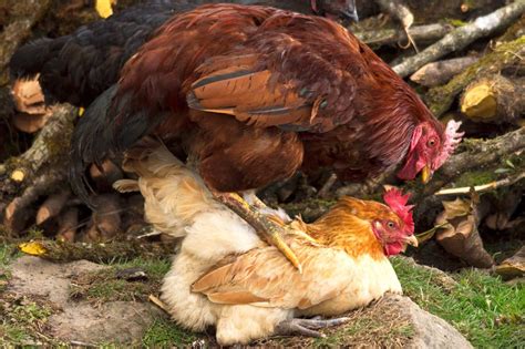 How Do Chickens Mate? - Chicken Mating Explained