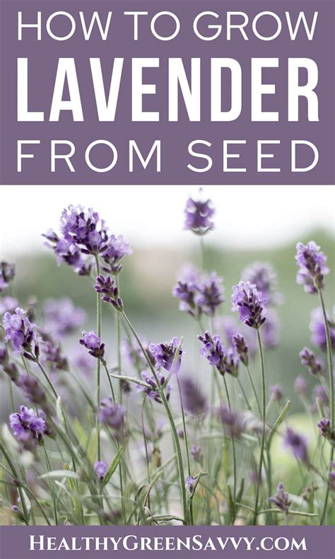 How to Grow Lavender from Seed in 8 Easy Steps