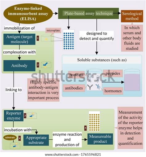Image result for Elisa Process