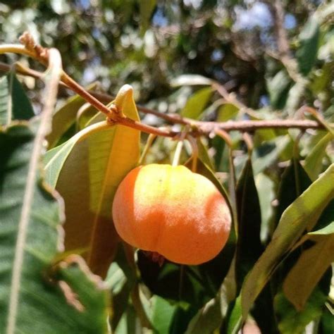 Ingabau Fruit Plant (Eugenia beaurepairiana) – veliyathgardens