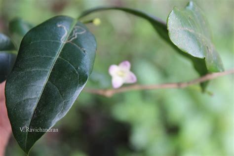 India Flora Online