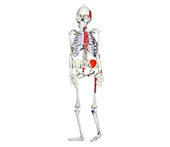 Lexbax Human Muscle Skeleton Model - Realistic Anatomy for Educational ...