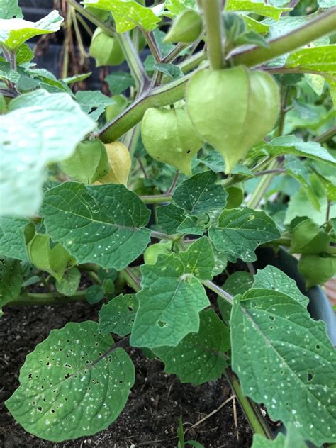 Growing Ground Cherries: How to Plant, Care, and Harvest Ground Cherries