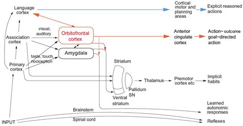 Emotion, Motivation, Reasoning, and How Their Brain Systems Are Related