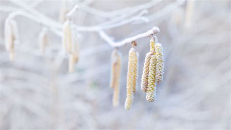 Download wallpaper 1366x768 hazel, catkins, macro tablet, laptop hd ...