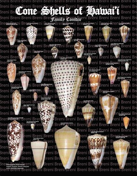 Image result for Cone Shell Types