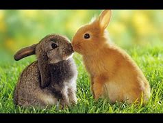 Image result for Spring Bunnies Playing Wallpaper