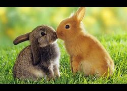 Image result for Cutest Easter Bunny