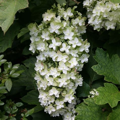 Buy oak-leaved hydrangea Hydrangea quercifolia 'Snowflake ('Brido ...