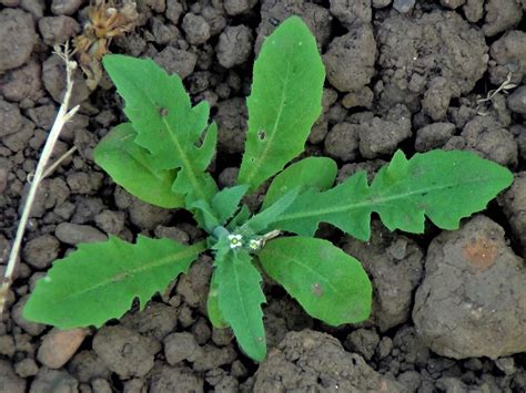 Shepherds Purse, Capsella bursa-pastoris