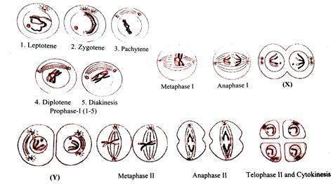 Mitosis Stages Diagram
