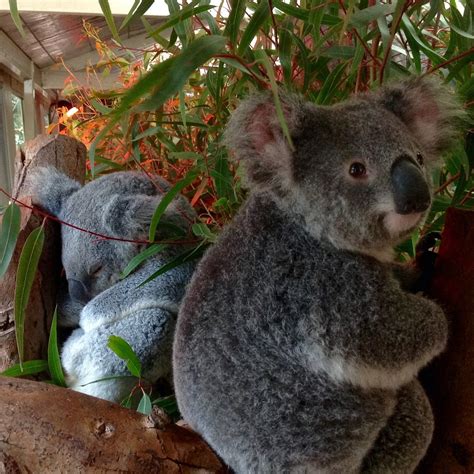 CAVERSHAM WILDLIFE PARK (2025) All You Need to Know BEFORE You Go (with ...