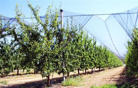 Image result for Apple Tree Farm