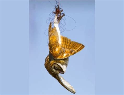 Sankranti kite flying puts Hyderabad birds at risk