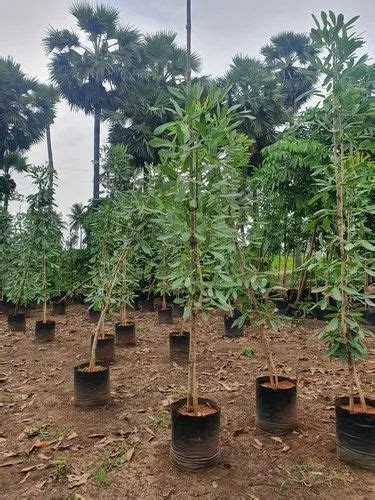 Avenue Plants And Tree - tabebuia argentea plant Trader - Wholesaler ...