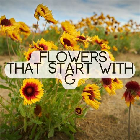 Flowers That Start With The Letter G | The Rex Garden