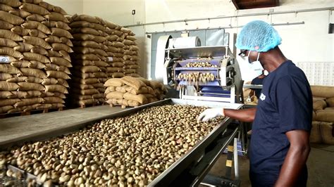 Julius Berger Commissions Ultra-Modern Cashew Processing Plant in Epe ...