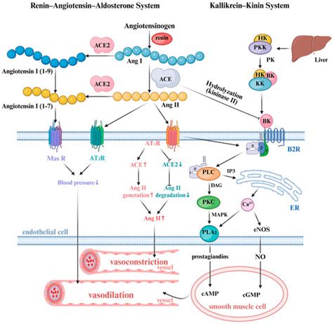Research Progress on the Mechanism of Action of Food-Derived ACE ...