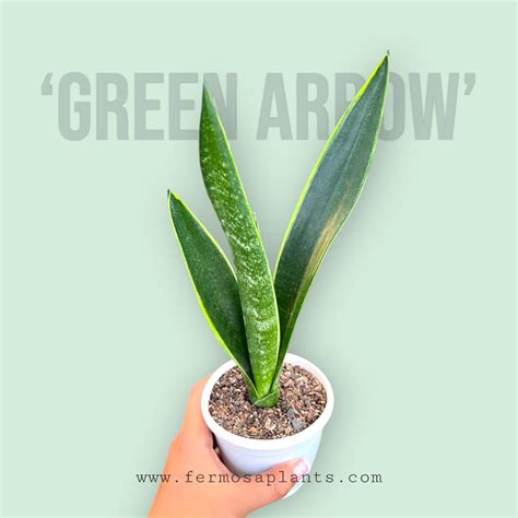 Sansevieria Trifaciata 'Green Arrow' – Fermosa plants