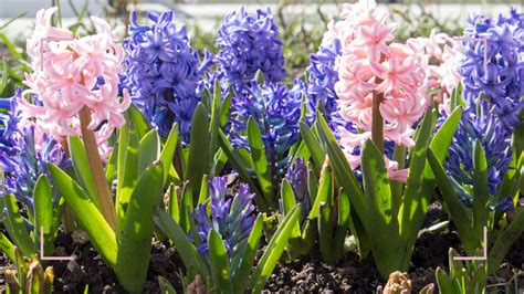 How To Look After Hyacinths For Vibrant Spring Blooms