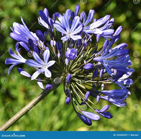 Lily of the Nile stock image. Image of lily, african - 163383321