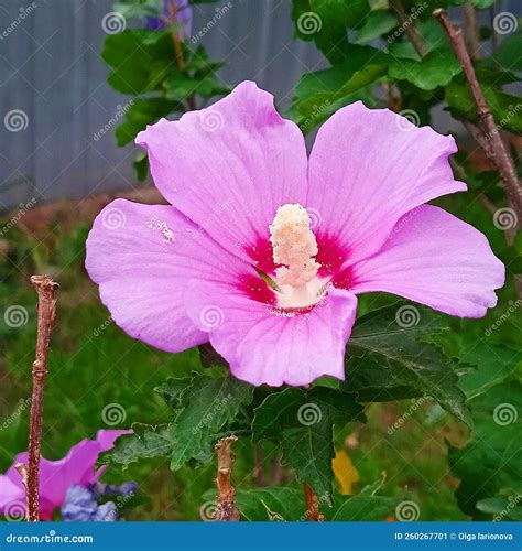 Hibiscus Plant Grows in Nature among the Grass. Stock Image - Image of ...