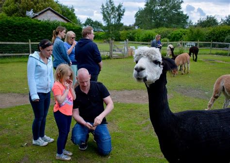 TRELAWN ALPACAS - All You Need to Know BEFORE You Go 2026 (with Photos ...