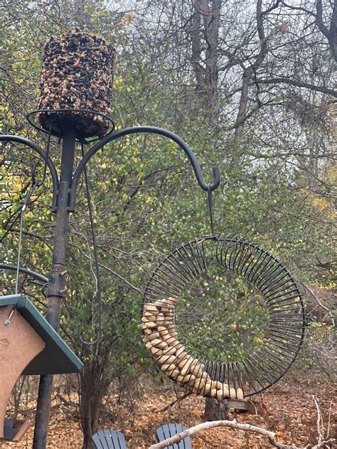 Best blue jay feeders for your backyard feeding station — FERNS & FEATHERS