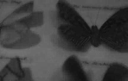 Image result for Pixel Animation GIF Moth