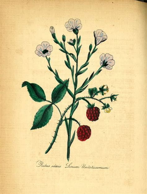 Old Botanical Illustration Vintage Botanical Illustration Wall Art