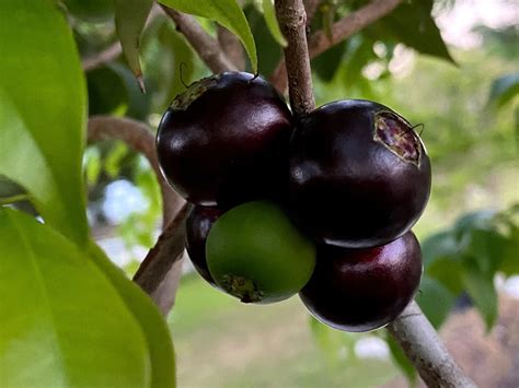 Crowned Jaboticaba Fruit Plant (Plinia Coronata) – veliyathgardens