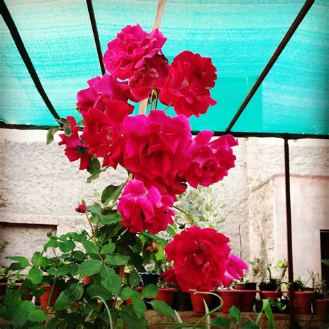 Live Red Fragrant Kashmiri Valentine Rose Plant Bunch Roses plant ...