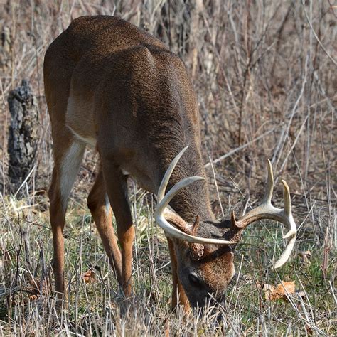 Louisiana Deer Feeding Chart at April Hyde blog