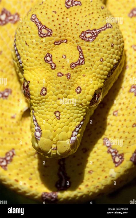 Image result for Green Australian Carpet Python