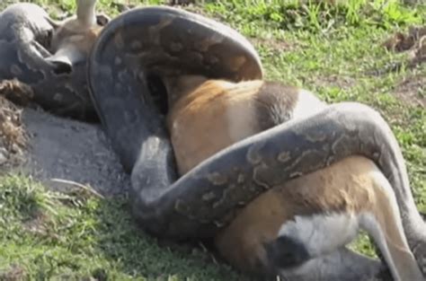 Image result for Python's Eating Large Prey