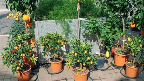 planting tips how to grow fruits like strawberry and grapes in balcony ...