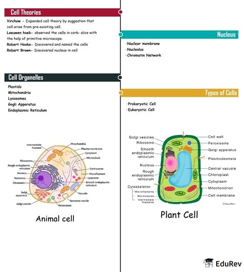 Mind Map: The Fundamental Unit of Life - Science Class 9 PDF Download