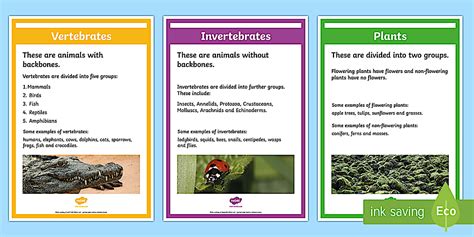 Image result for Classification Display KS2