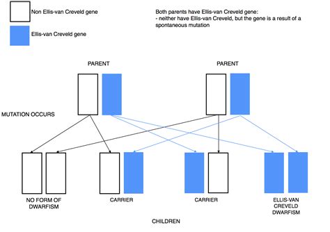 Ellis-van Creveld Syndrome