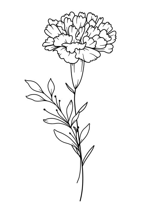 Premium Vector | Carnation Line Art Carnation flower outline ...